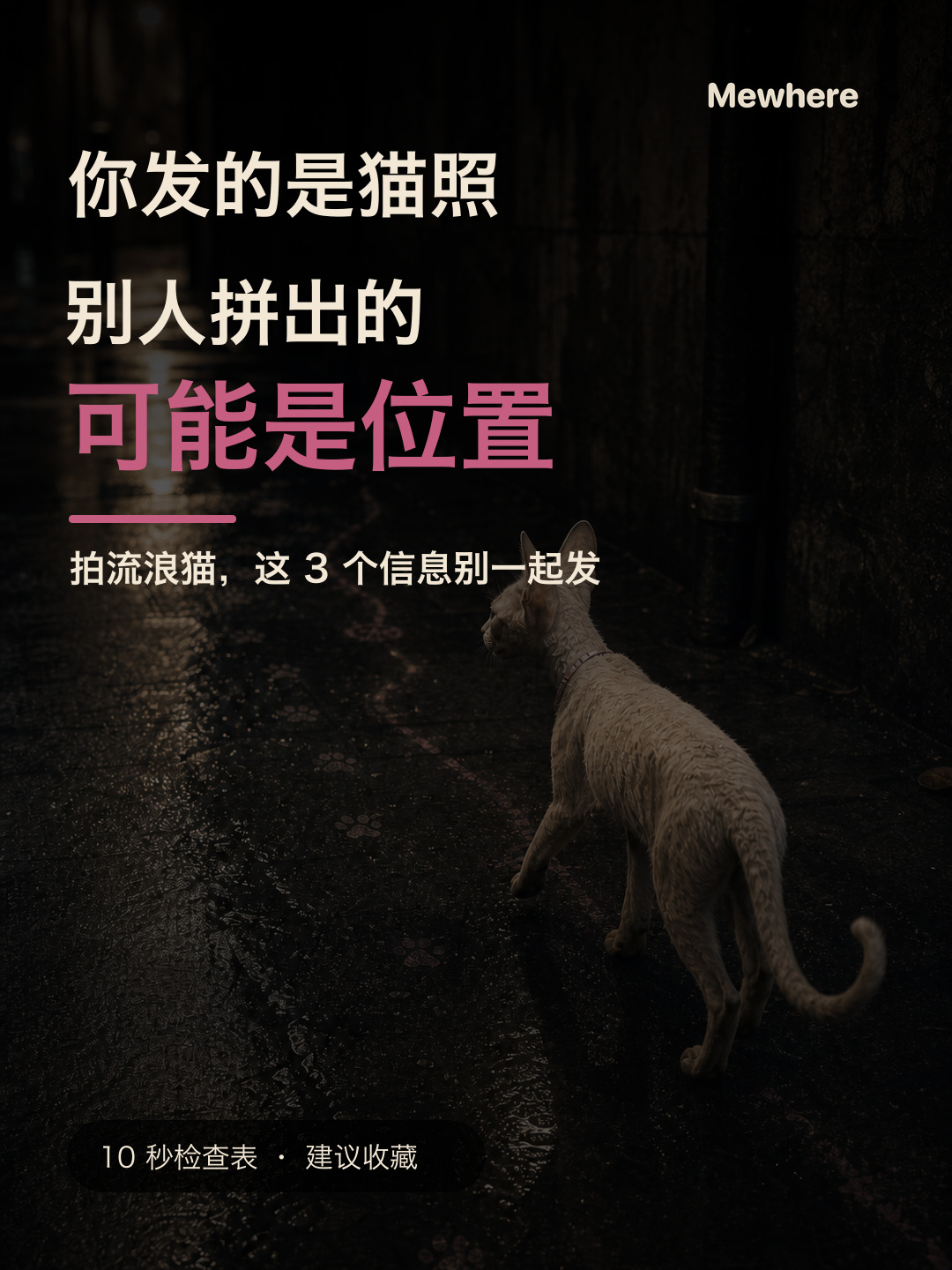 拍流浪猫，这3个信息别一起发封面
